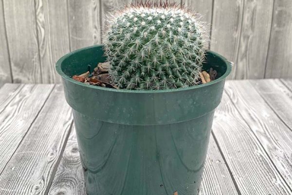 Cactus - Mammillaria hahniana Old Lady
