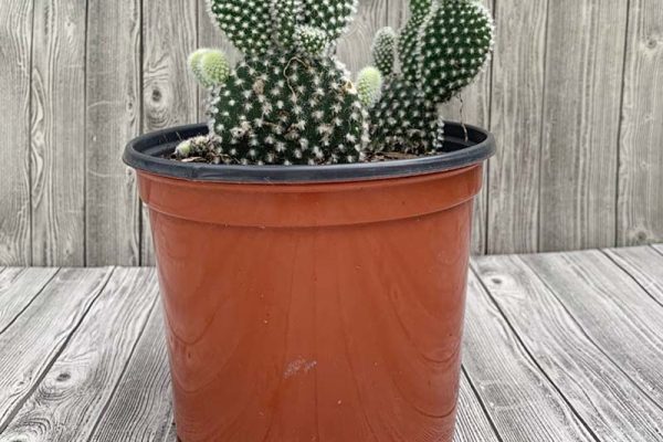Cactus - Mickey Mouse