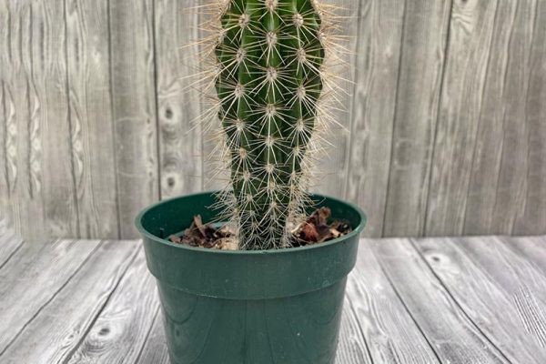 Cactus - Pachycereus pringlei Elephant