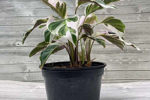 Calathea Fusion White