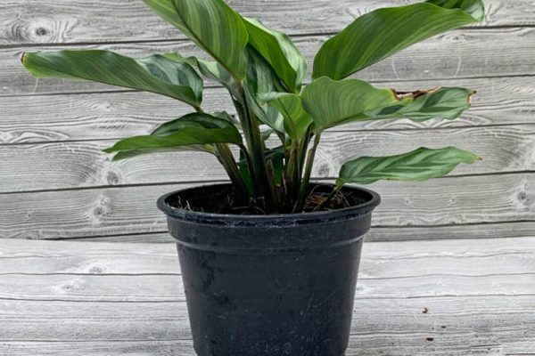 Calathea concinna