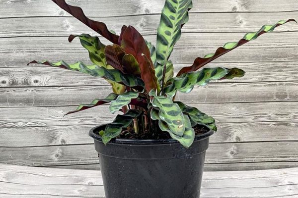 Calathea lanolfolia