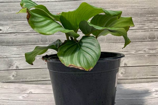 Calathea orbitfolia