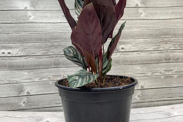 Calathea ornata