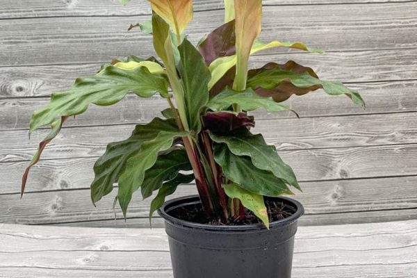 Calathea ruflbarba