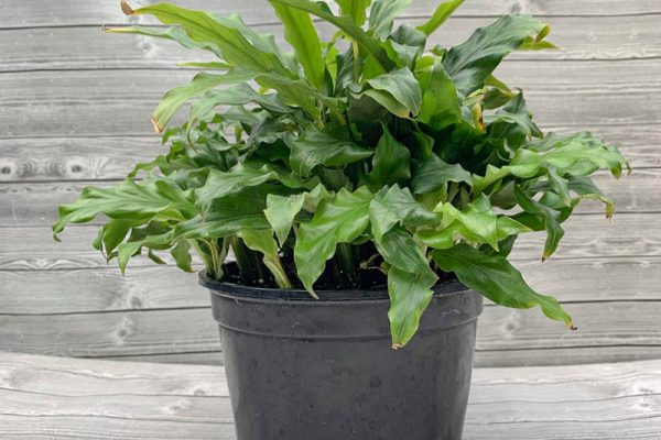 Calathea ruflbarba Blue Grass