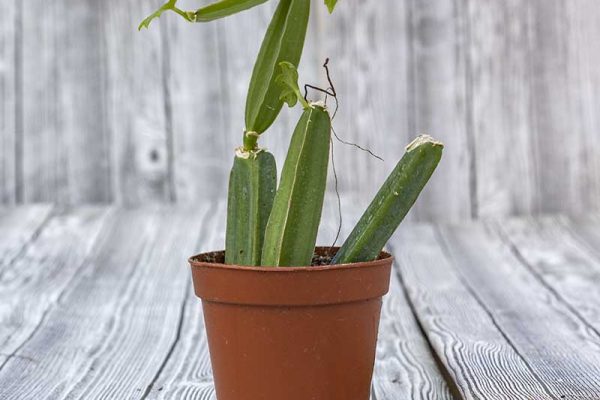 Cissus triangularis