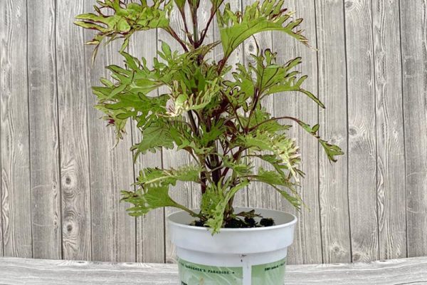 Coleus Solenostemon Gold Anemone