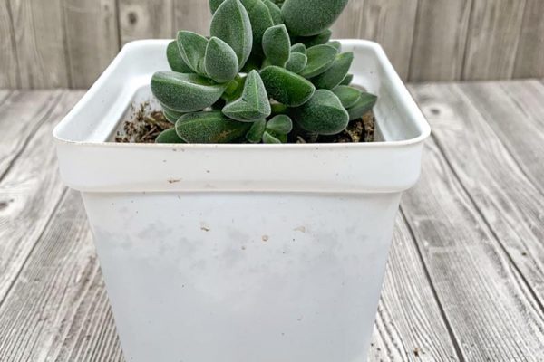 Crassula deceptor Stone Age Silver Jade Hybrid