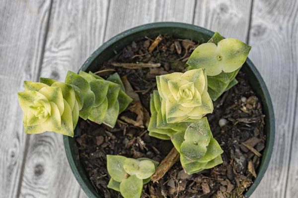 Crassula perforata variegata (2)