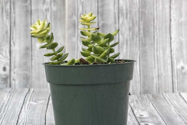 Crassula perforata variegata