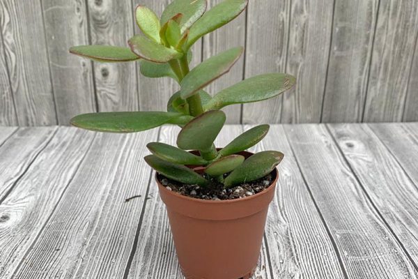 Crassus Jade Plant