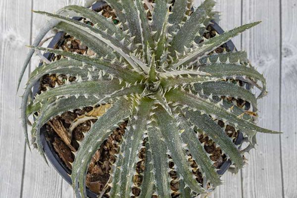 Dyckia - Brittle Star (2)