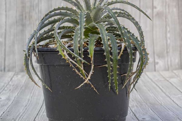 Dyckia - Brittle Star