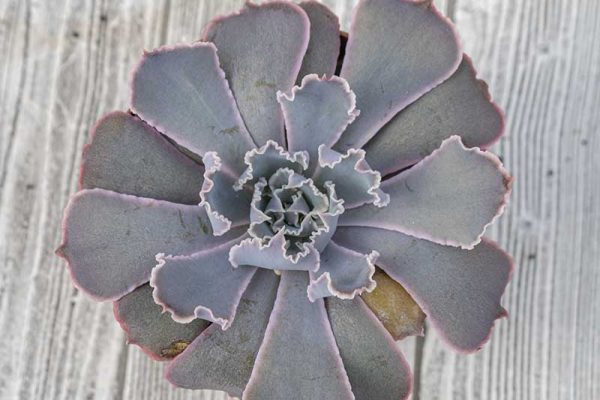 Echeveria - Pink Frills