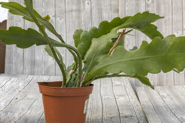 Epiphyllum guatamalense