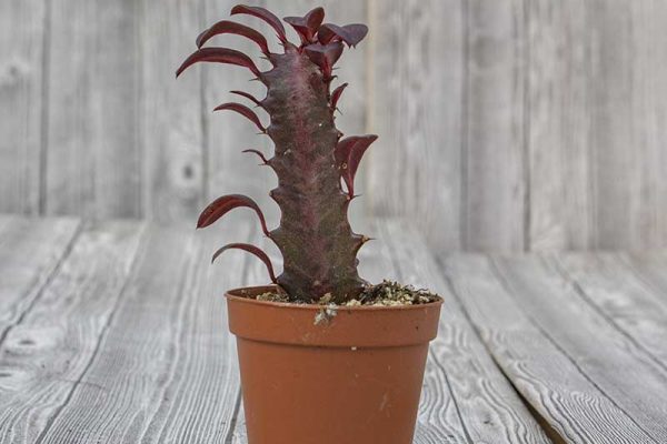Euphorbia trigona rubra