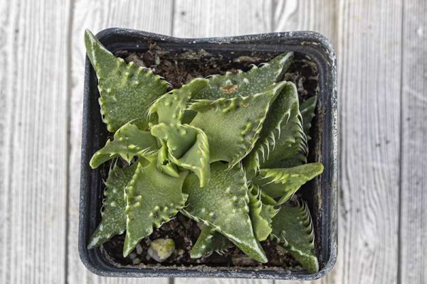 Faucaria felina