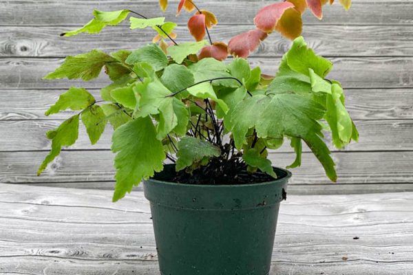 Fern - Adiantum fragrans Maidenhair