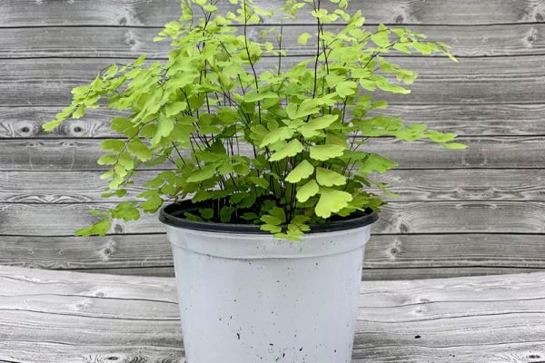 Fern - Adiantum fragrens Maidenhair