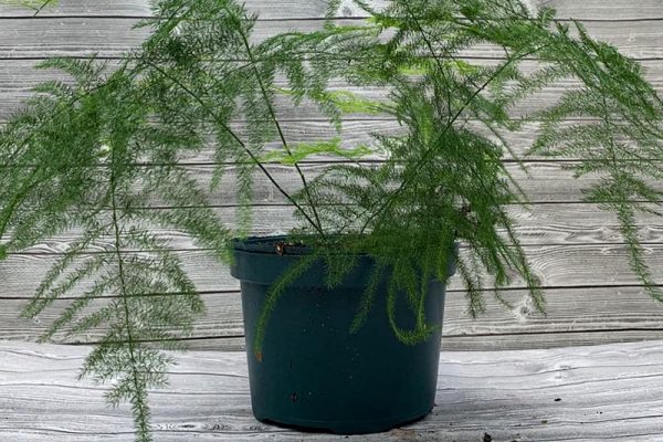 Fern - Asparagus plumosa