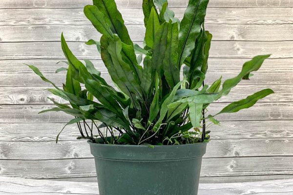 Fern - Kangaroo Paw