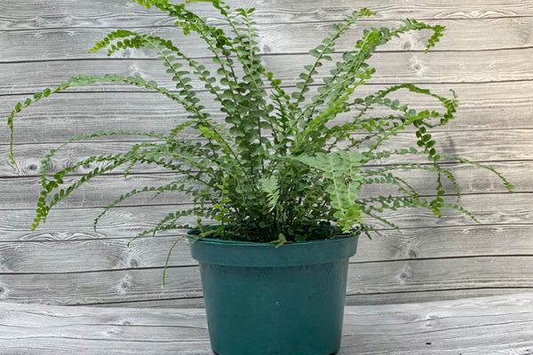 Fern - Pellaea rotundifolia Button