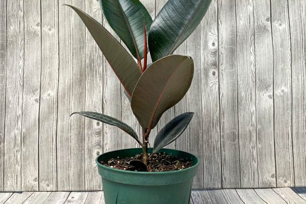 Ficus eleastica - Burgandy