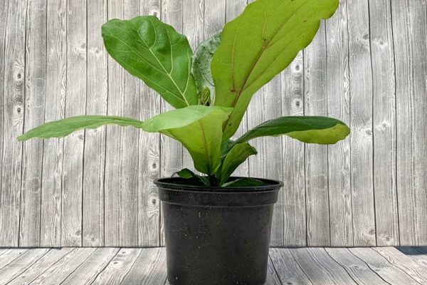 Ficus iyrata - Fiddle Leaf Fig Bush