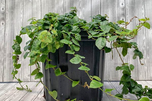 Ficus pumila repens - Creeping Fig