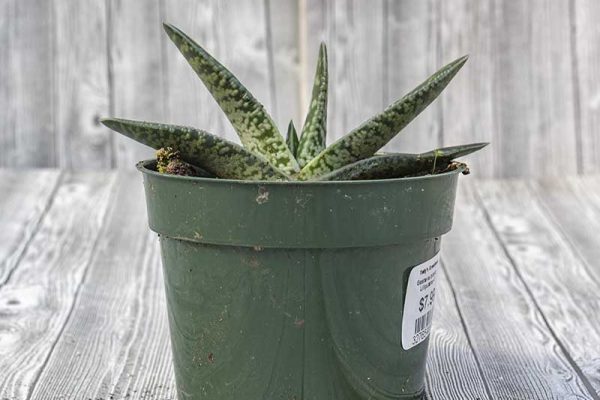 Gasteria bicolor liliputana (2)