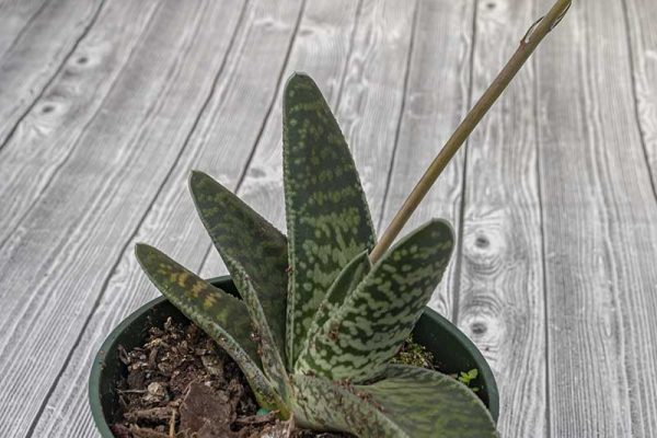 Gasteria bicolor liliputana