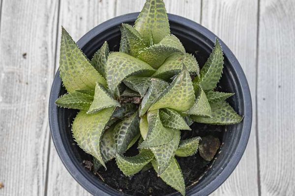 Haworthia amelyae var comptonia