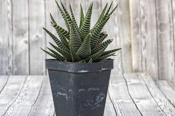 Haworthia attanuata