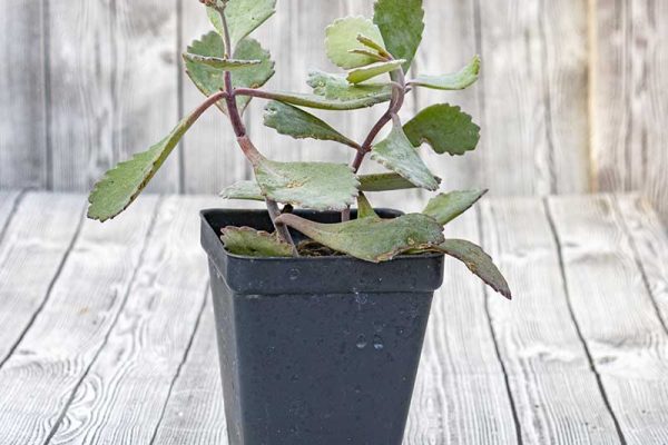 Kalanchoe pumila - Silver Grey