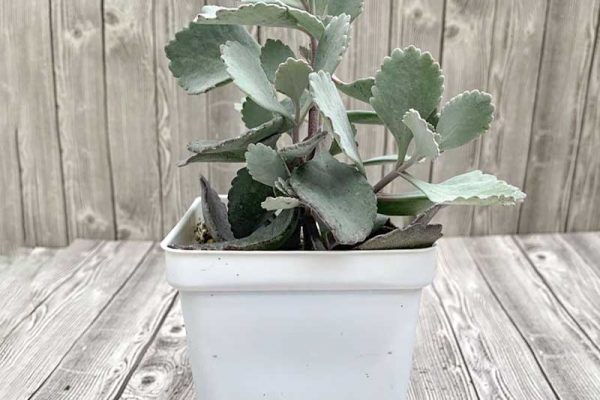 Kalanchoe pupils - Silver Gray