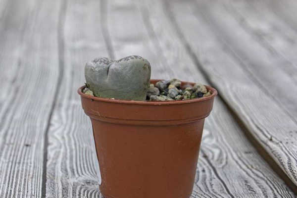 Lithops - Living Stones