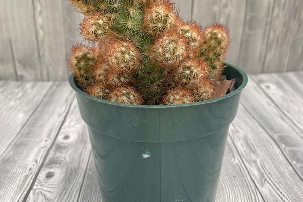 Mammillaria elongate - Lady Finger Cactus