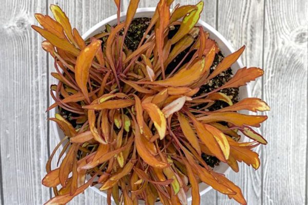 Miniature Coleus - Fancy Feathers Copper