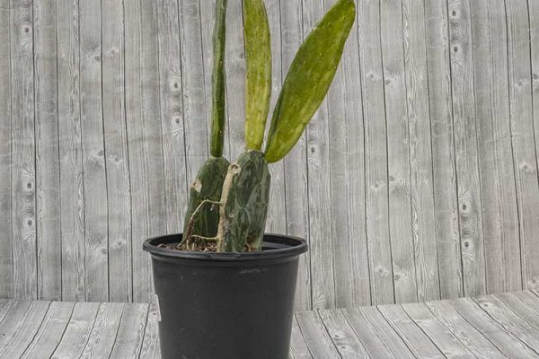 Opuntia cochenillifera variegata