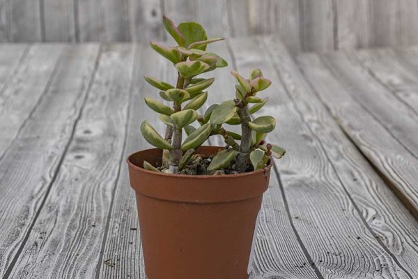 Portulacaria - Red Stem