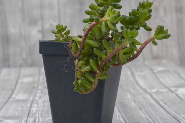 Sedum rubrotinctum