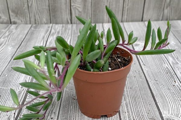 Senecio herreianus - Purple Flush