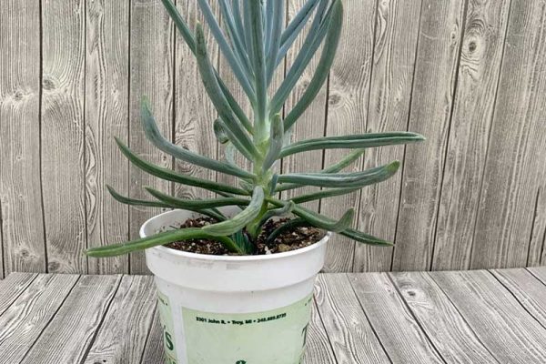 Senecio mandraliscae - Blue Chalk Plant