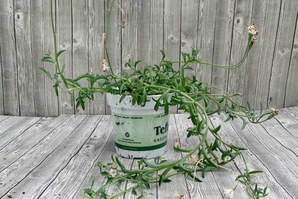 Senecio peregrinus - String of Dolphins