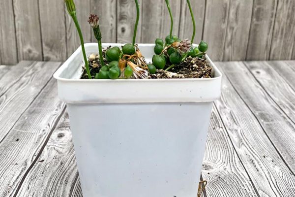 Senecio rowleyanus - String of Pearls