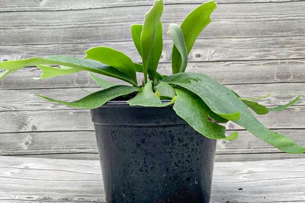 Staghorn Fern