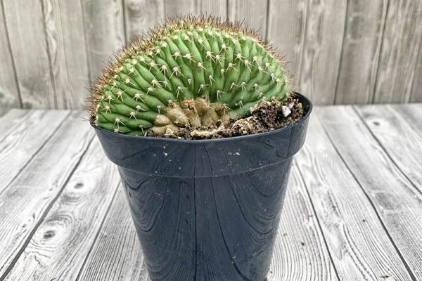 Trichocereus thelegonus cristata