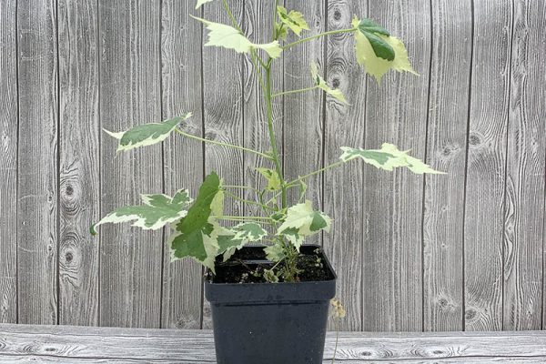 Abutilon Savitzii Variegated Flowering Maple