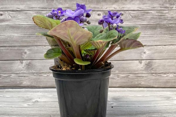 African violet